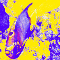 Queen Angel Fish arty view