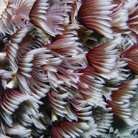 Clean up day, feather duster