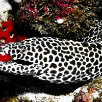 Lace moray eel, Maldives