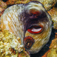 Now you see me? Octopus, Maldives