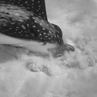 I want to eat something! Eagle ray, Bonaire