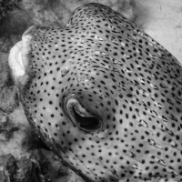 I am not scared, I have spines! Porcupine fish