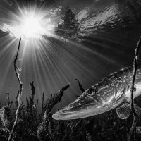 The Pike in the sunshine