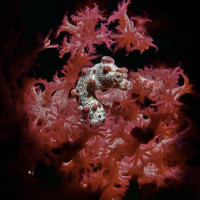 Pigmy Seahorse