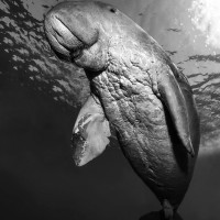 Dugong