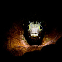 Blenny