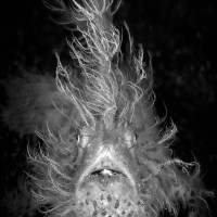 Lembeh Hairy
