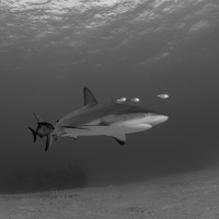 Caribbean Reef Shark
