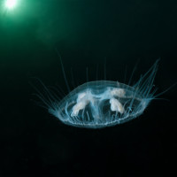 Meduse