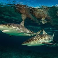 Caribbean Reef Shark 2