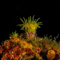 Yellow carnation coral