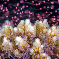 Underwater Colorful Snowstorm
