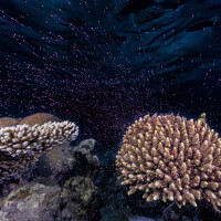 Underwater fireworks