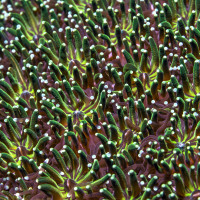 Coral close-up